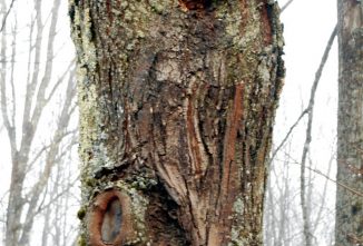 Dealing With Dangerous Trees